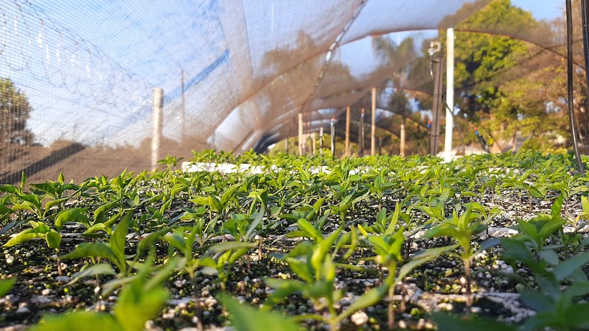 Seedlings growing under shade netting at a nursery